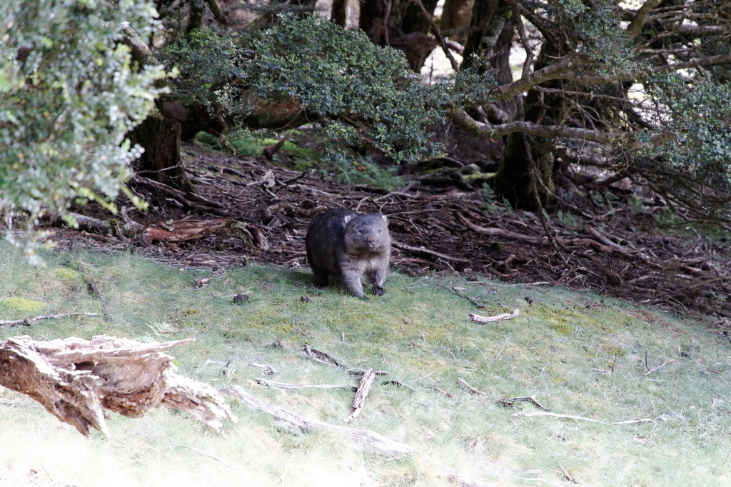 20 - Cradle Montain NP (5).jpg